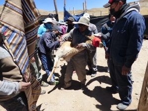 Positivo balance de la esquila de vicuñas: 36 chakus en 2022