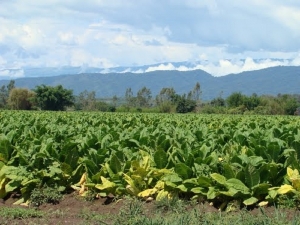 &ldquo;Momento delicado&rdquo; del sector tabacalero juje&ntilde;o