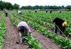 El tabaco es nuestro pasado, presente y futuro
