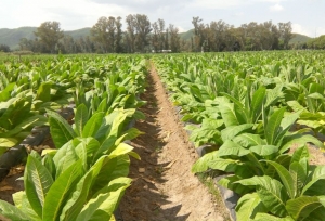 Jujuy logró destrabar $210 millones para tabacaleros
