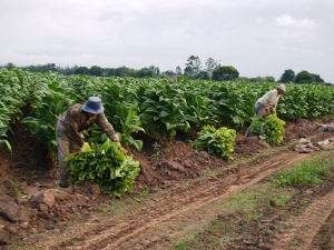 Lanzan nuevos cr&eacute;ditos para peque&ntilde;os productores