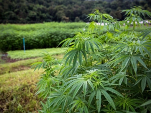 Interés farmacéutico en el cannabis jujeño