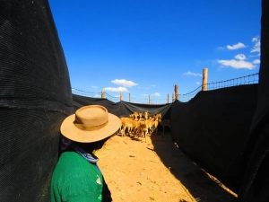 Esquila sustentable de Vicuñas: inició la temporada 2022