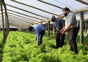 Prueban extractos vegetales para tratar plagas en la huerta