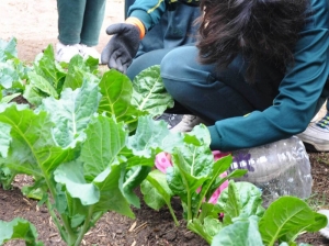 Huerto Org&aacute;nico: convocan a taller sobre t&eacute;cnicas b&aacute;sicas