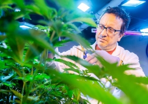 Pachamama y Malvina, las primeras semillas de cannabis medicinal con tecnología CONICET