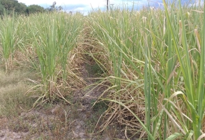 La sequía encendió la pelea por la cosecha de caña de azúcar