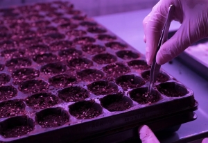 Cannabis medicinal: Jujuy avanza con un Plan de Desarrollo Genético