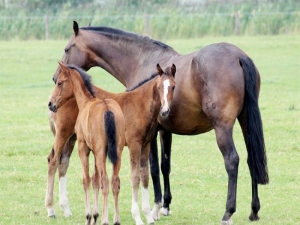 Jujuy no registra casos de encefalomielitis equina