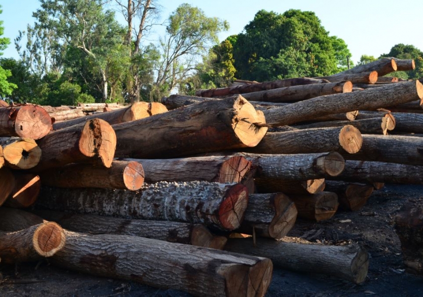 Entregaron recursos para afianzar la producci&oacute;n forestal