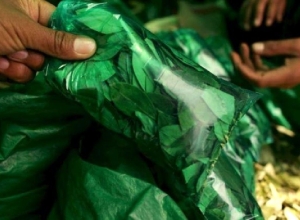 Legalizar la importaci&oacute;n de coca: &iquest;la soluci&oacute;n para evitar COVID-19 en Jujuy?