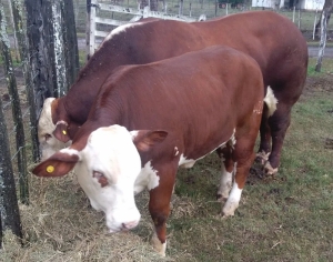 Buscando condiciones para el desarrollo ganadero: &ldquo;tenemos que hablar de un proyecto a 20 o 30 a&ntilde;os&rdquo;