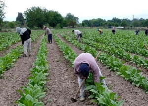 Tabacaleros: piden que se convoque a una reuni&oacute;n para fijar el precio del tabaco