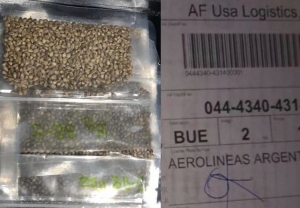 Semillas para plantas madres de cannabis ya est&aacute;n en Finca El Pongo