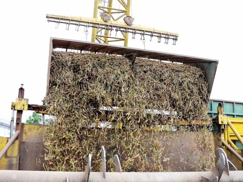 En medio de la incertidumbre econ&oacute;mica, Ledesma espera un buen a&ntilde;o azucarero