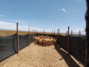 Esquila Sustentable de Vicuña: se acopiaron 24.330 kg de fibra