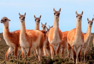 Fibra de vicu&ntilde;a juje&ntilde;a rumbo a la industria textil de Italia