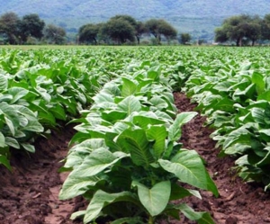 Naci&oacute;n confirm&oacute; transferencia de fondos para productores tabacaleros