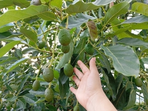 Yuto fue sede de un encuentro clave sobre el cultivo de palto, con la experiencia de uno de los principales productores mundiales