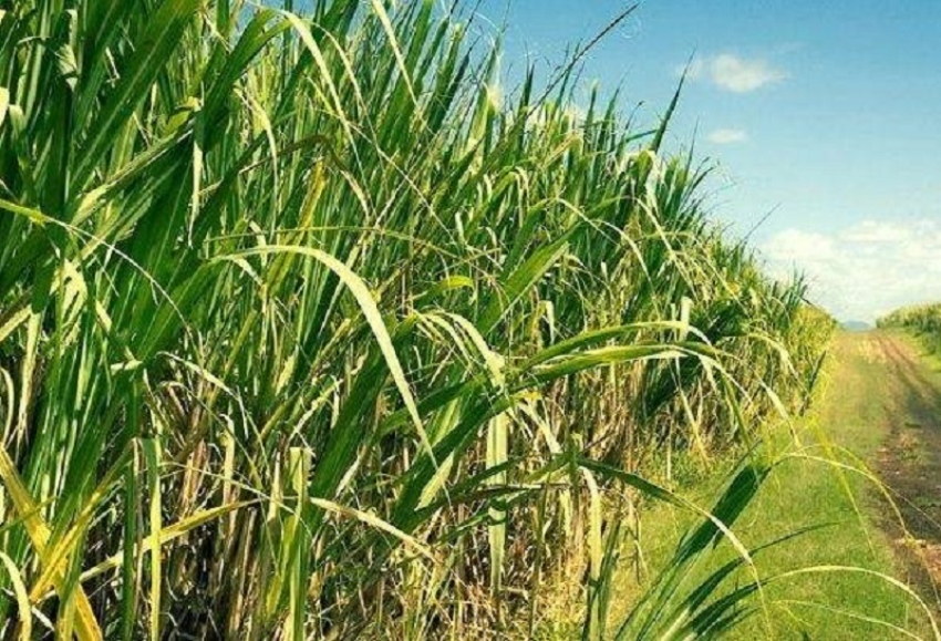 Suba de un 6,5% al precio del bioetanol de ca&ntilde;a de az&uacute;car
