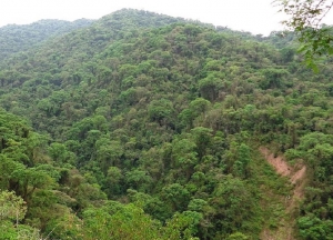 Ley de Bosques: confirman la llegada de m&aacute;s de 9 millones de pesos