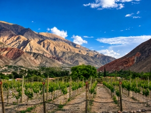 Tilcara ser&aacute; sede del encuentro binacional que pondera las uvas criollas como patrimonio vitivin&iacute;cola andino
