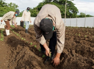 Tabaco: Capacitaron en Buenas Pr&aacute;cticas agr&iacute;colas