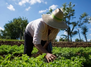 La Opinión: Agrónomos, ¿la llave accesible frente a los problemas del campo?