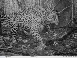 Tres yaguaret&eacute;s alientan estrategias de gesti&oacute;n en la reserva natural de Ledesma