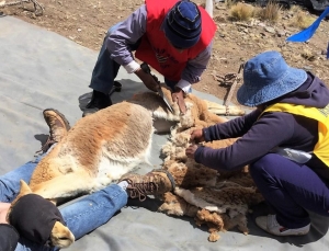 Fuerte trabajo para perfeccionar los chakus