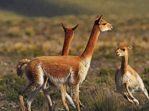 Por primera vez en la historia exportar&aacute;n fibra de vicu&ntilde;a desde la Puna: cuesta 450 d&oacute;lares el kilo
