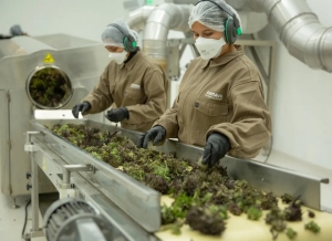 Jujuy tiene la &uacute;nica Planta Industrial de procesamiento de Cannabis Medicinal habilitada por ANMAT