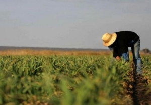Impacto en 250 mil familias: Gobierno prorrog&oacute; el decreto que compatibiliza planes sociales con trabajo rural registrado