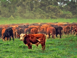En busca de oportunidades: campo sin retenciones y ganader&iacute;a juje&ntilde;a en el Corredor Bioce&aacute;nico