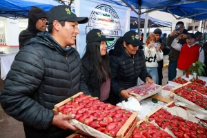 El Frutillazo puso en valor la producci&oacute;n de frutilla y su impacto econ&oacute;mico en los Valles de Jujuy