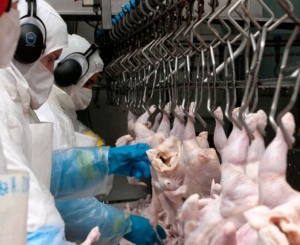 Vuelven las exportaciones de carne aviar a la Unión Europea