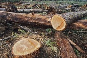 Denuncian que aument&oacute; la tala ilegal y el robo de maderas en las Yungas
