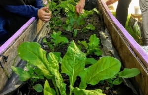 Curso on line de huerta orgánica