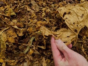 Acopio de Tabaco en Jujuy: as&iacute; se avizora la campa&ntilde;a 2021/2022