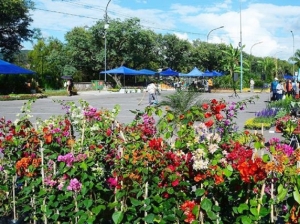 Cuenta regresiva para &ldquo;Jujuy Florece&rdquo;