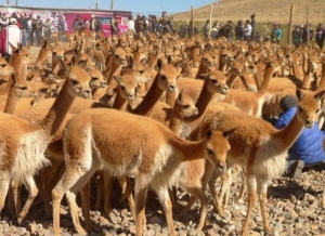 Se lanzó el Año Vicuñero aspirando llegar a 28 &quot;chakus&quot; en el 2018