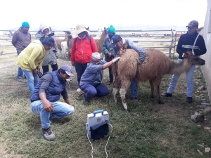 Afianzan la producci&oacute;n de cam&eacute;lidos