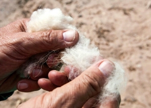 Dos l&iacute;deres de la alta costura interesados en fibra de vicu&ntilde;a juje&ntilde;a