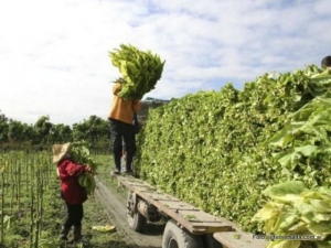 Programa intercosecha: Preocupaci&oacute;n de trabajadores rurales por nuevas disposiciones