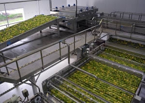 Comenz&oacute; la cosecha de limones y se abre exportaci&oacute;n a Estados Unidos