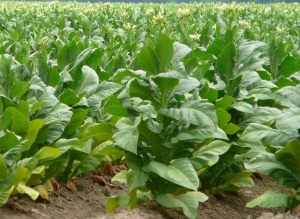 Respaldo a los productores y positivas cifras tabacaleras en 2018