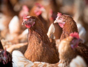 La amenaza de la Influenza Aviar y el pedido por vacunaciones