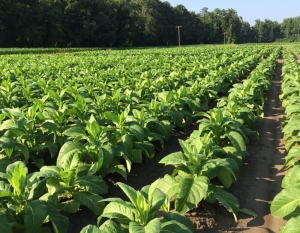 $440 millones de pesos m&aacute;s en recursos tabacaleros