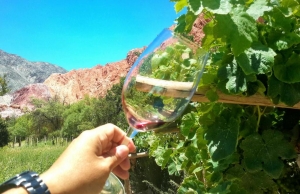 En el d&iacute;a Mundial del Malbec Jujuy tuvo su Segunda Vendimia de Altura
