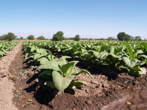 Productores de Jujuy y Salta lograron un nuevo acuerdo de precio del tabaco virginia